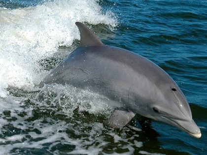 Visite Sesimbra COM Observação de Golfinhos